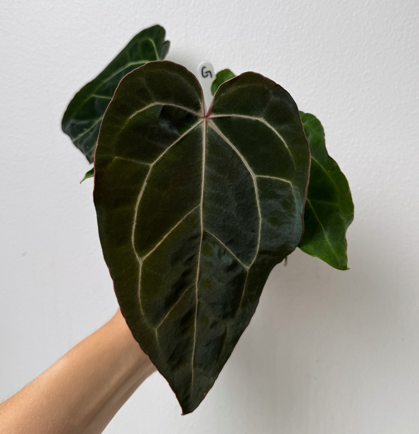 Anthurium Complex HU hybrid 1 x carlablackiae (NSE)