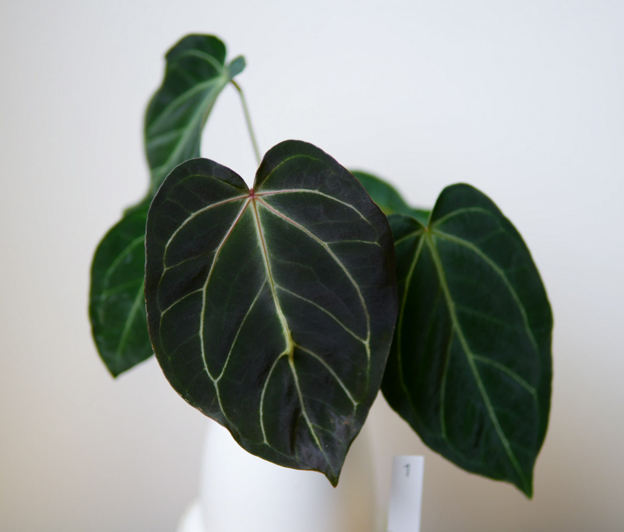 Anthurium Silver blush x carlablackiae X (NSE)