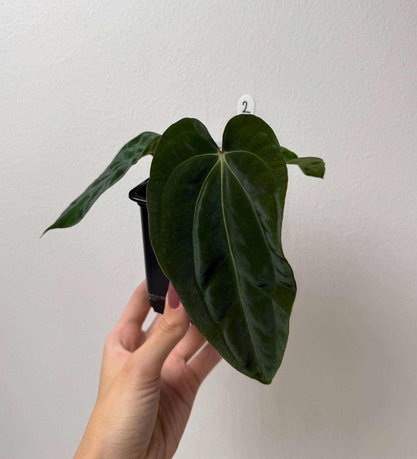 Anthurium BVEP ('round' x RA1) x open pollinated