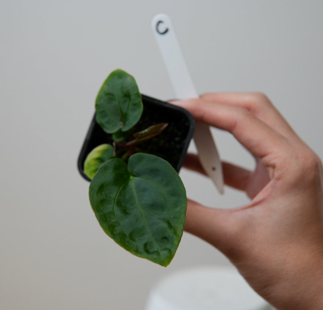 Anthurium (Red Crystallinum x forgetii) x (noid 'Code Red' x papillilaminum 'A+')