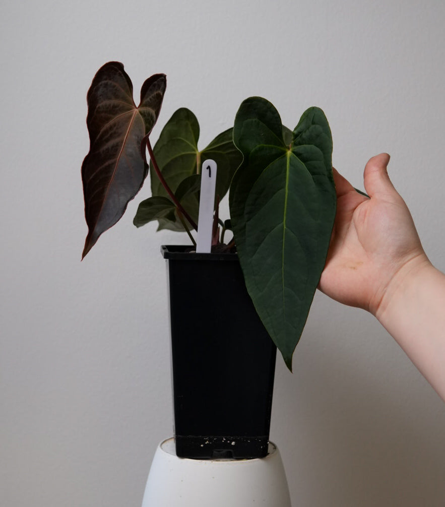 Anthurium (Velvet mask x besseae aff 1) x (subsignatum x papillilaminum 'Marie')