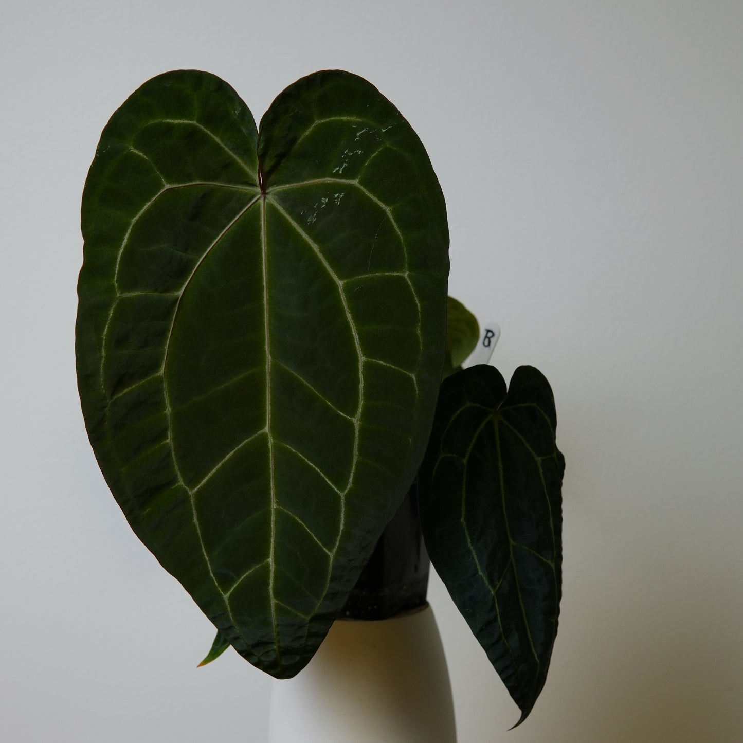 Anthurium (AOS x forgetii 2) x (Zara x Michelle)
