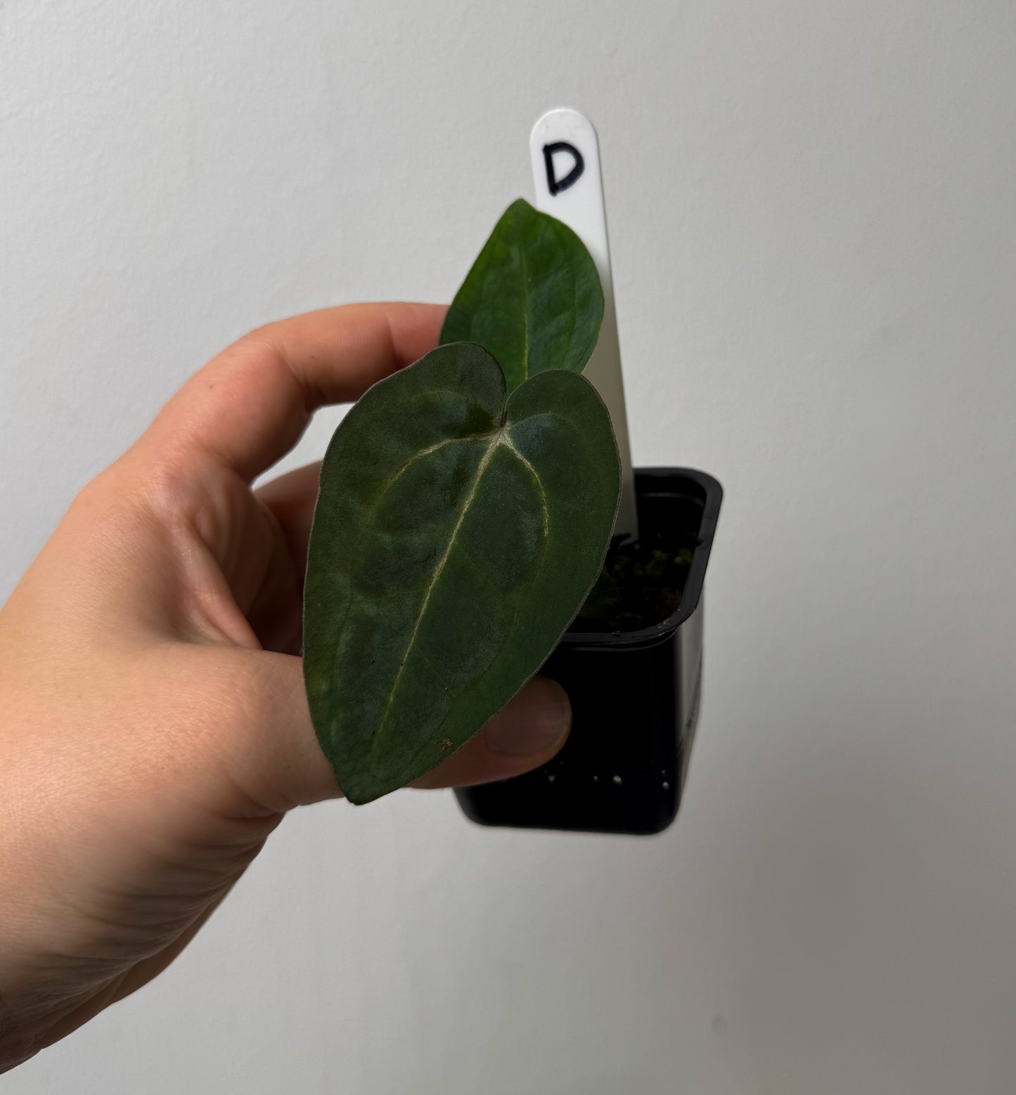 Anthurium Ace of Spades x carlablackiae (NSE)