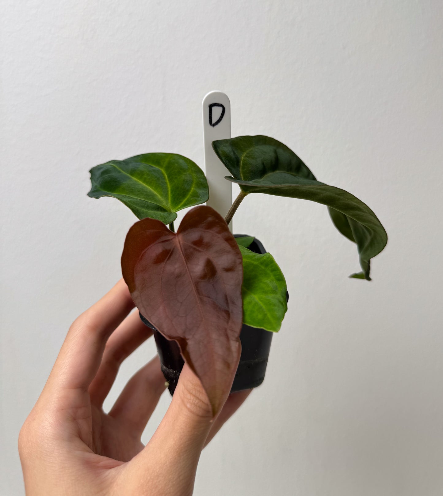 Anthurium carlablackiae (NSE) x BVEP ('SS x RA')