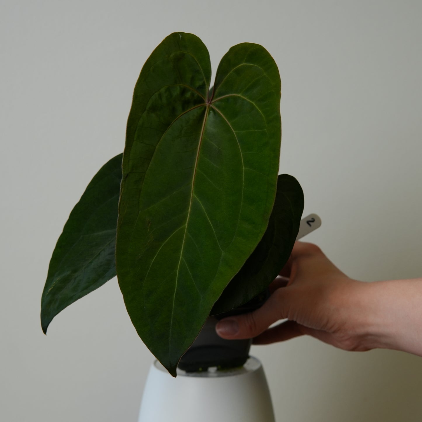 Large Anthurium (AOS x (Zara x Michelle) 4) x (noid 'Code Red' x papillilaminum 'A+')