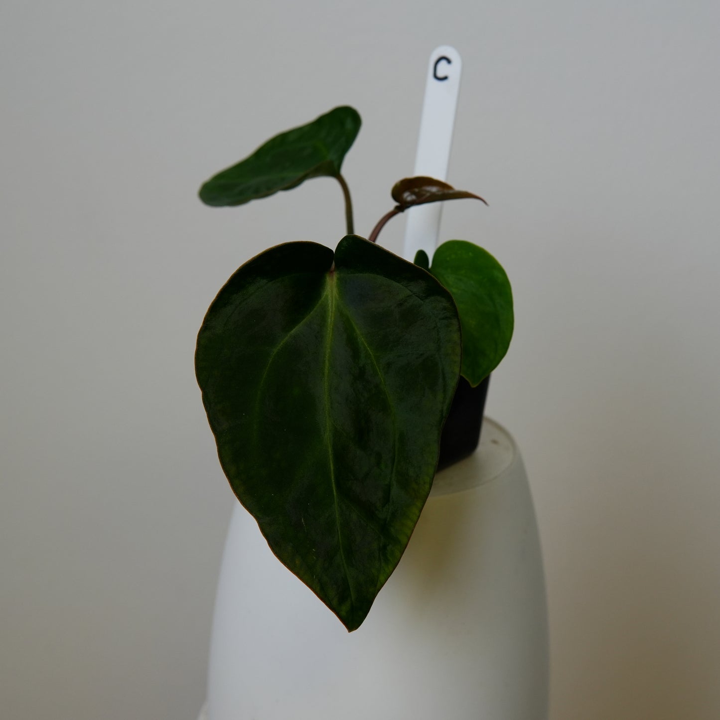 Anthurium carlablackiae (NSE) x carlablackiae X (NSE)