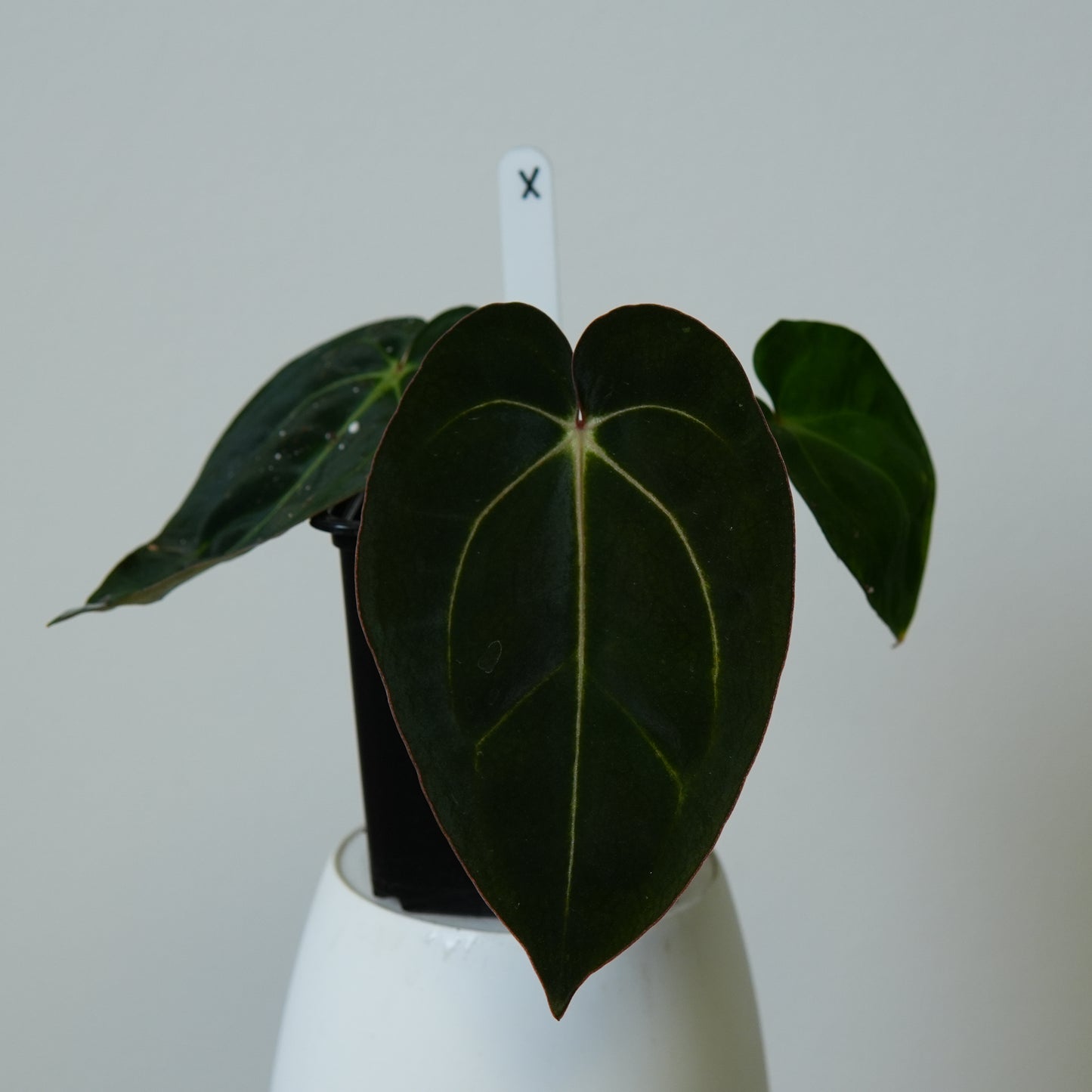Anthurium carlablackiae (NSE) x carlablackiae X (NSE)