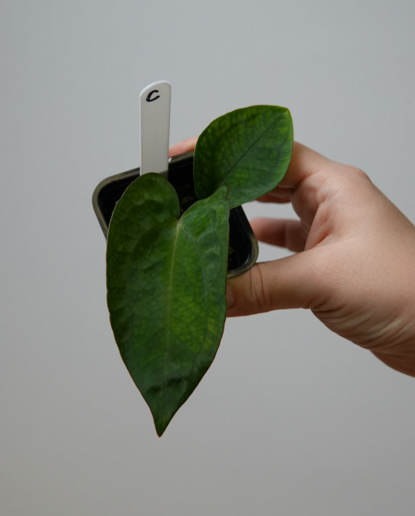 Anthurium carlablackiae X x (noid 'Code Red' x papillilaminum 'A+')