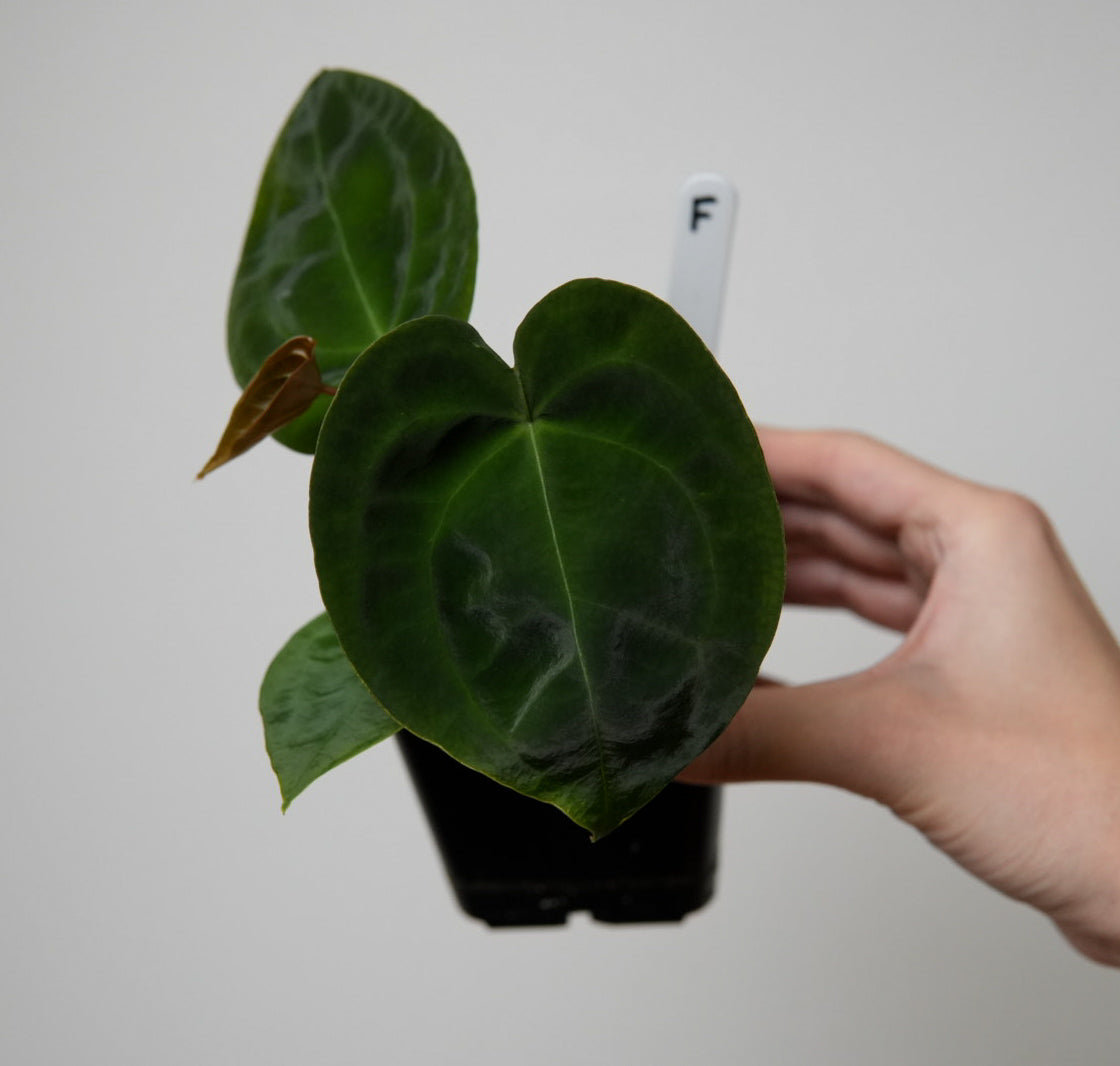 Anthurium forgetii dark form x self