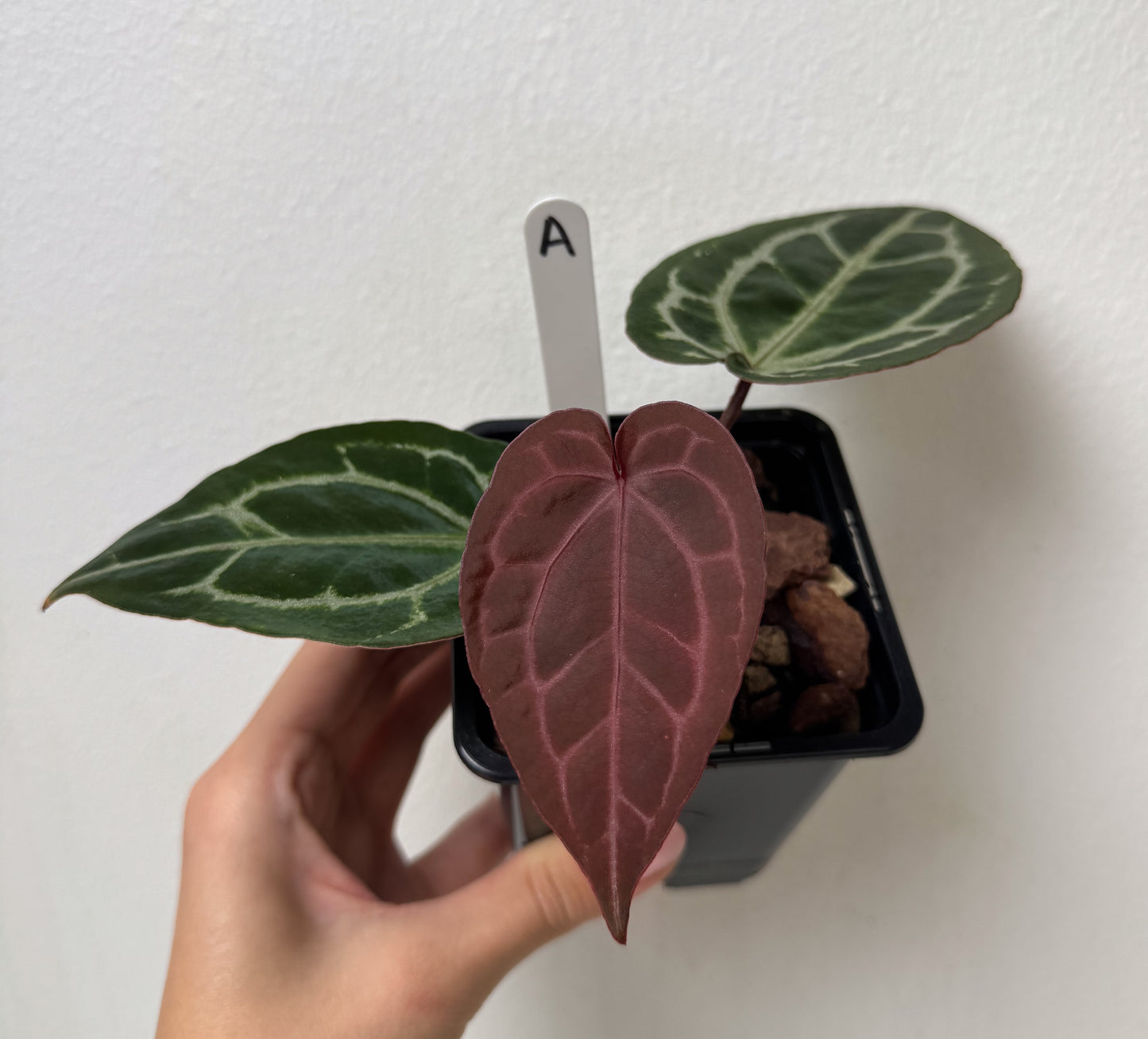 Anthurium Complex HU hybrid 2 x (Zara x Michelle)