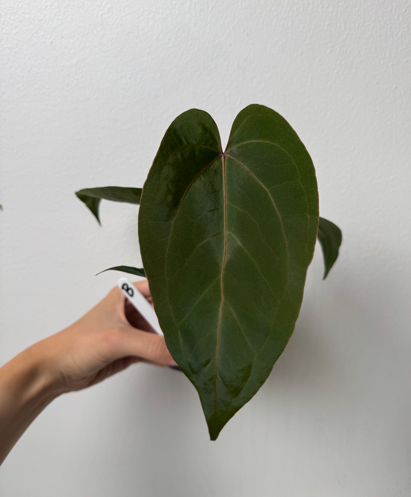 Anthurium Cv Carmesim x (Zara x Michelle)