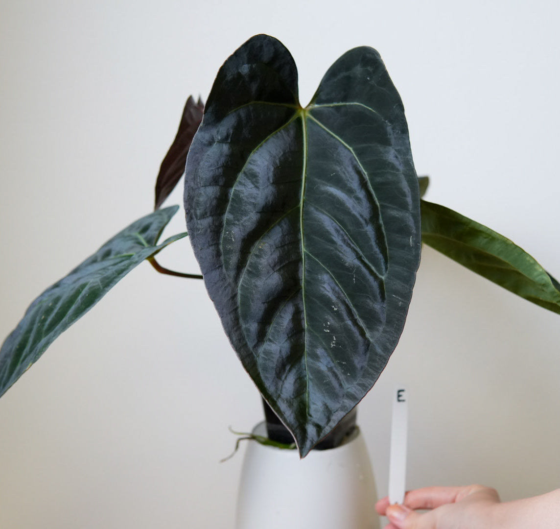 Anthurium carlablackiae (NSE) x (Dorito Port x RLFS)