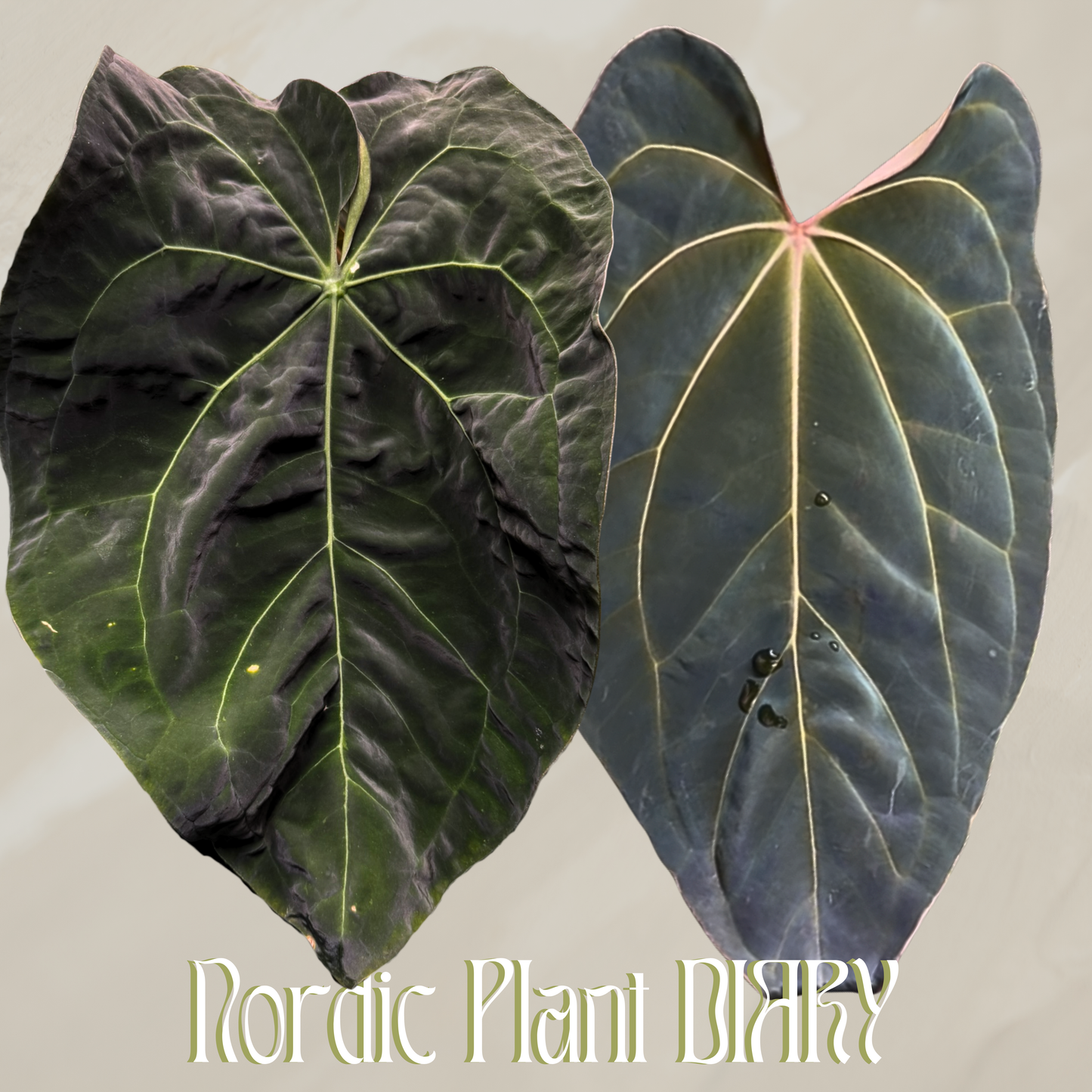 Anthurium (AOS x forgetii 1) x (besseae aff x carla X)