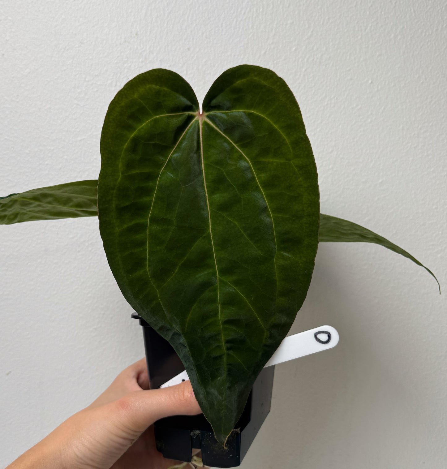 Anthurium (papX x pap x-one) variegated x carlablackiae X (NSE)