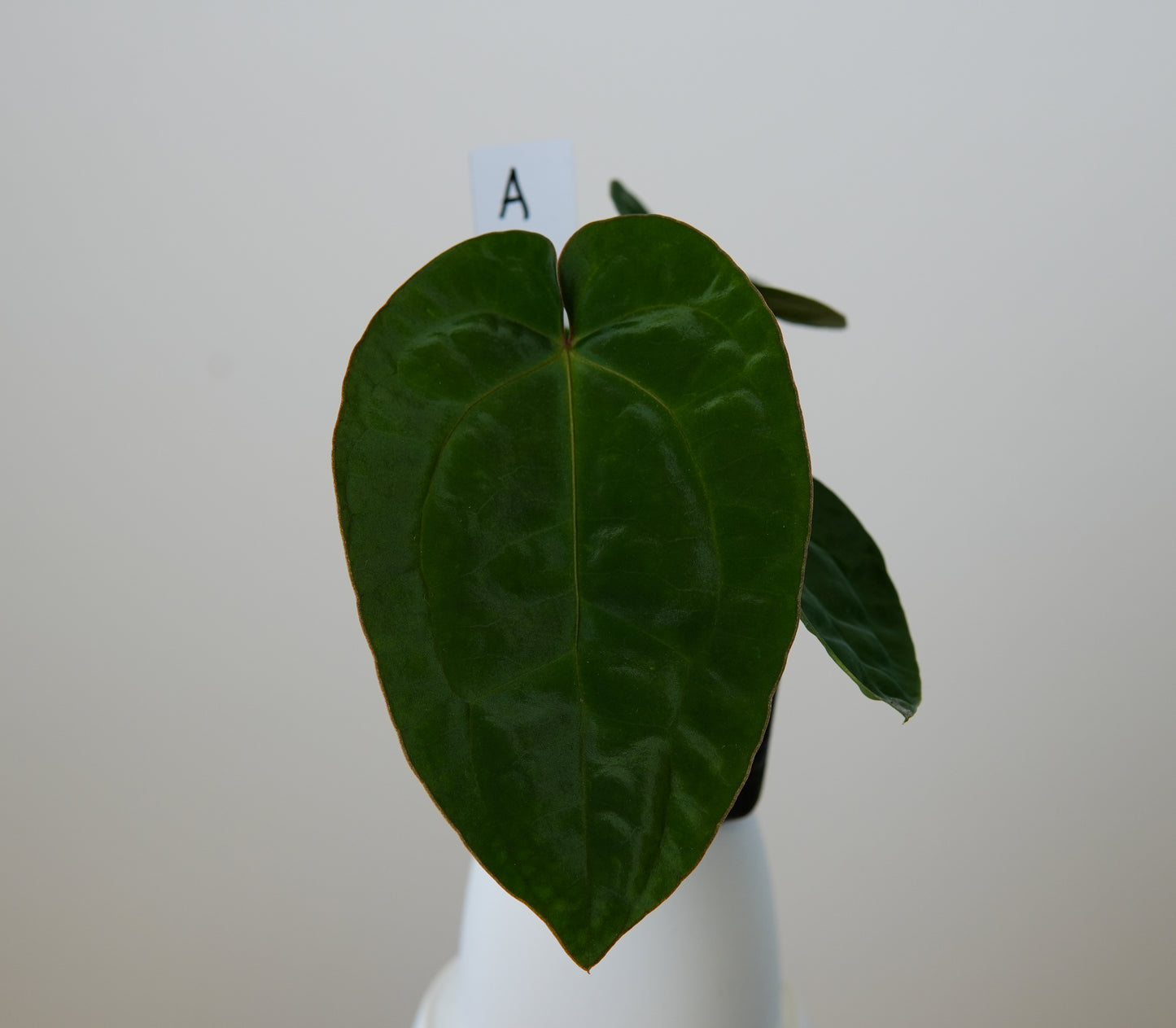 Anthurium (AOS x (Zara x Michelle) 6) x dressleri ('Black x RG f2')