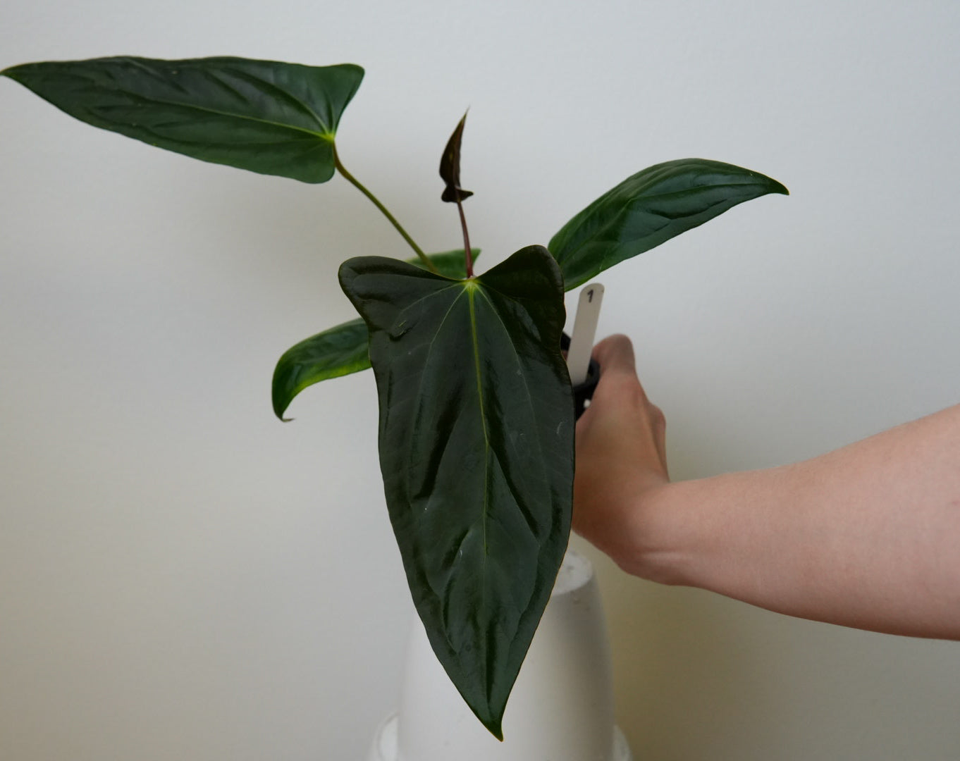 Anthurium (subsignatum x papillilaminum 'Marie') x (NSE dorito port x  papillilaminum RLFS)