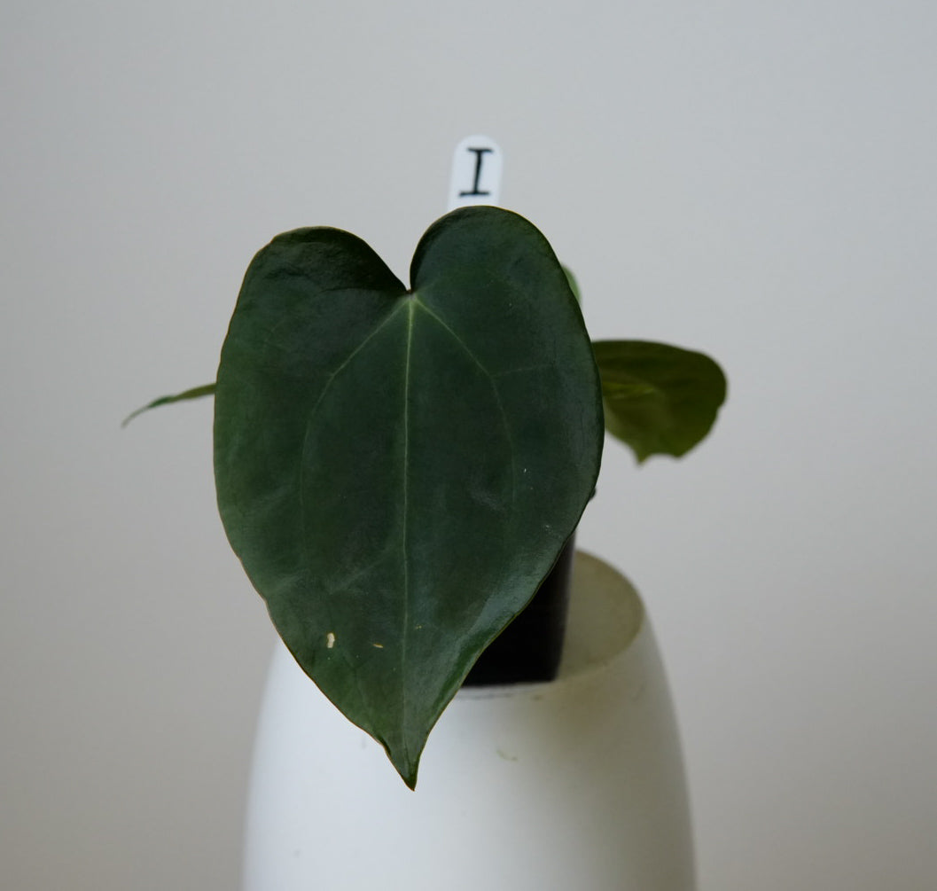 Anthurium (AOS x forgetii 2) x carlablackiae X (NSE)