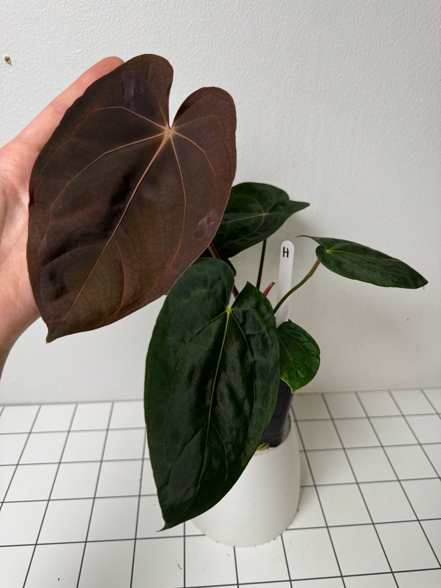 Anthurium (midnight velvet x 'red studd') x carlablackiae x (NSE)