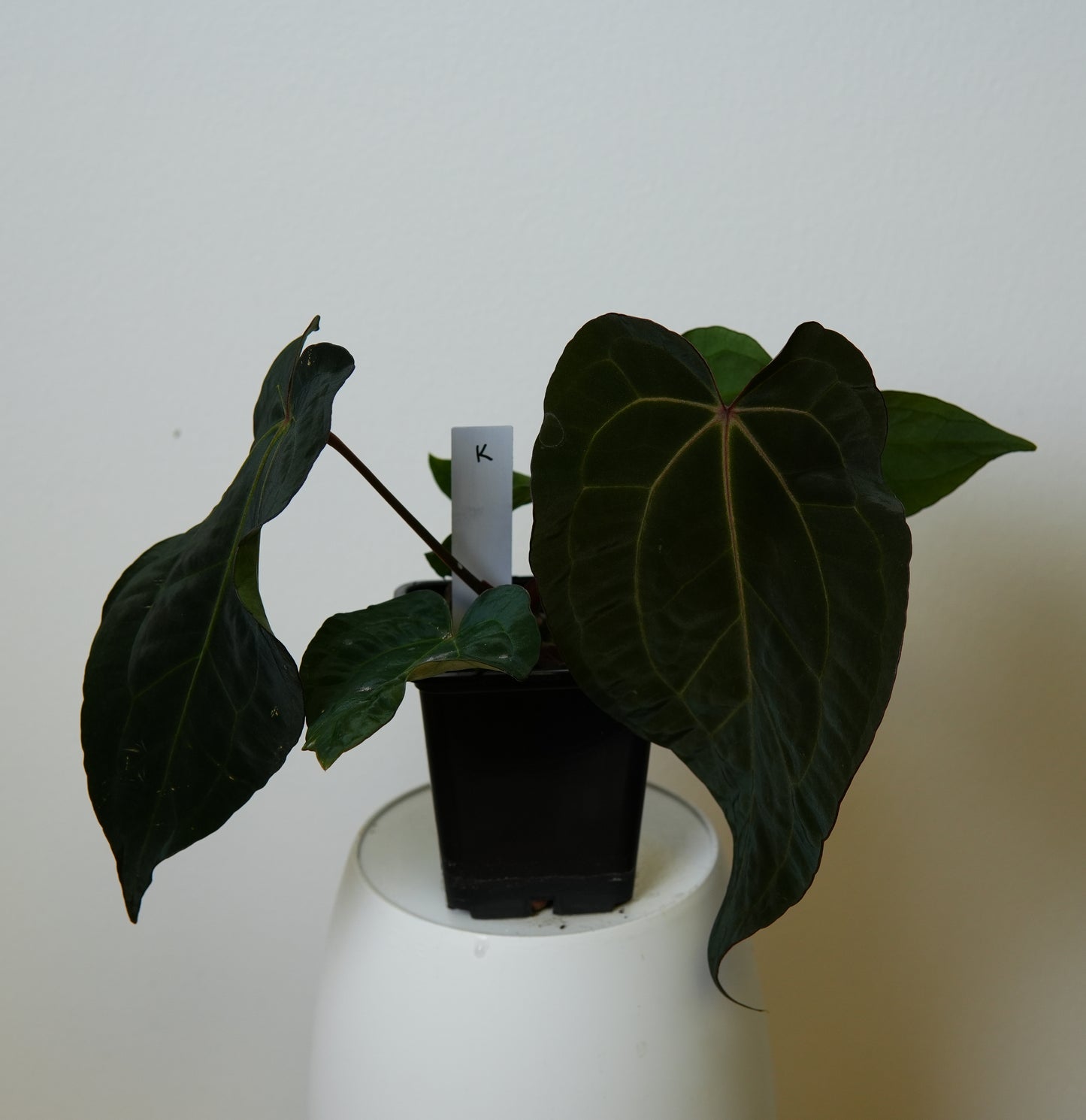 Anthurium (AOS x (Zara x Michelle) 1) x ((carlablackiae x dressleri RD) x pap 'RLFS')