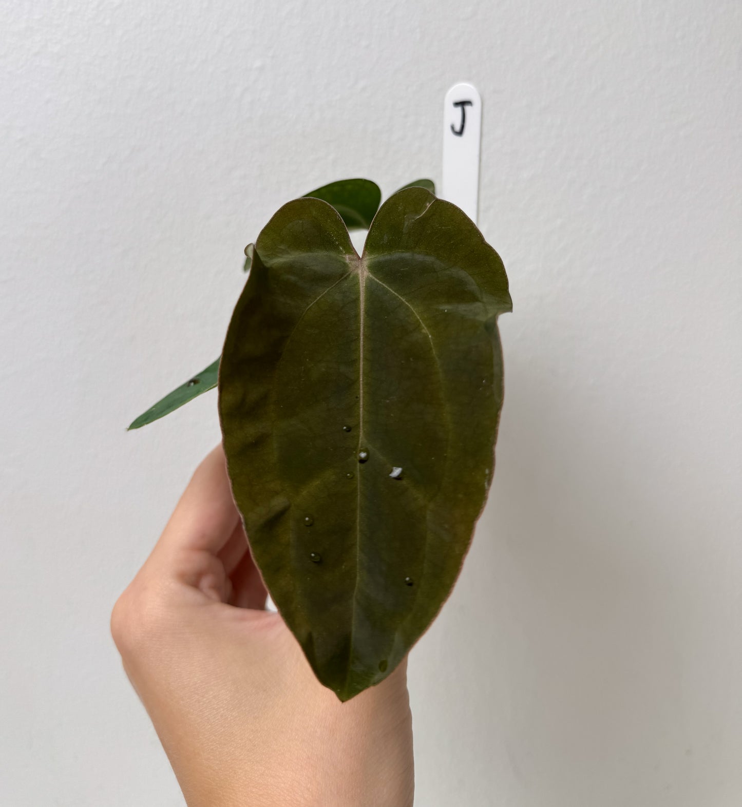 Anthurium carlablackiae (NSE) x BVEP ('SS x RA')