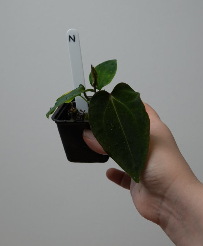 Anthurium (Zara x Michelle) x carlablackiae X (NSE)