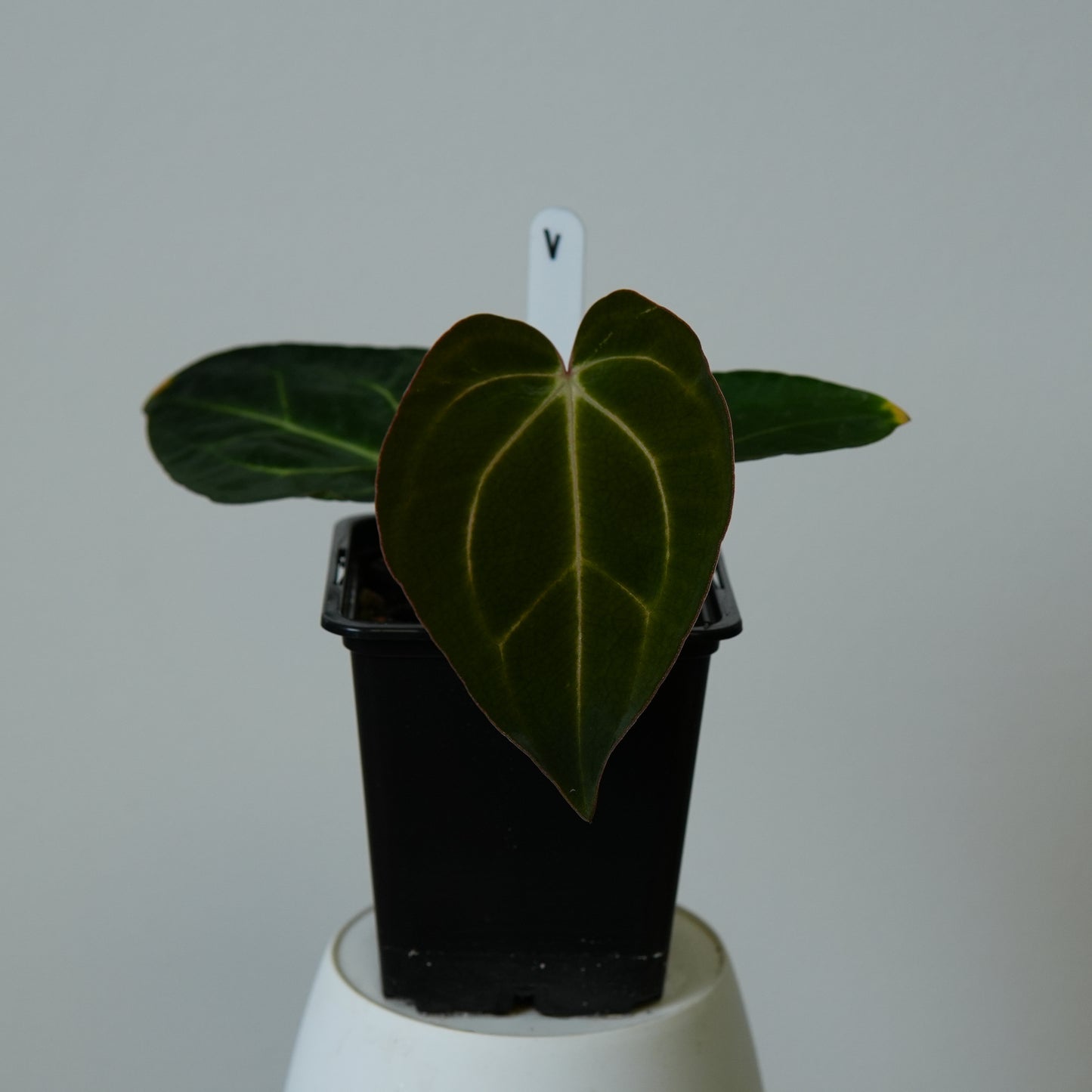Anthurium carlablackiae (NSE) x carlablackiae X (NSE)