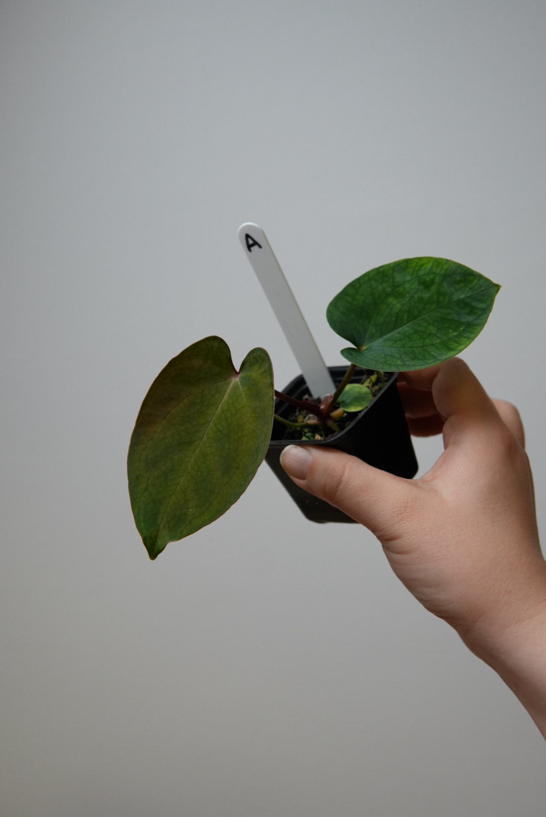 Anthurium carlablackiae X x (noid 'Code Red' x papillilaminum 'A+')