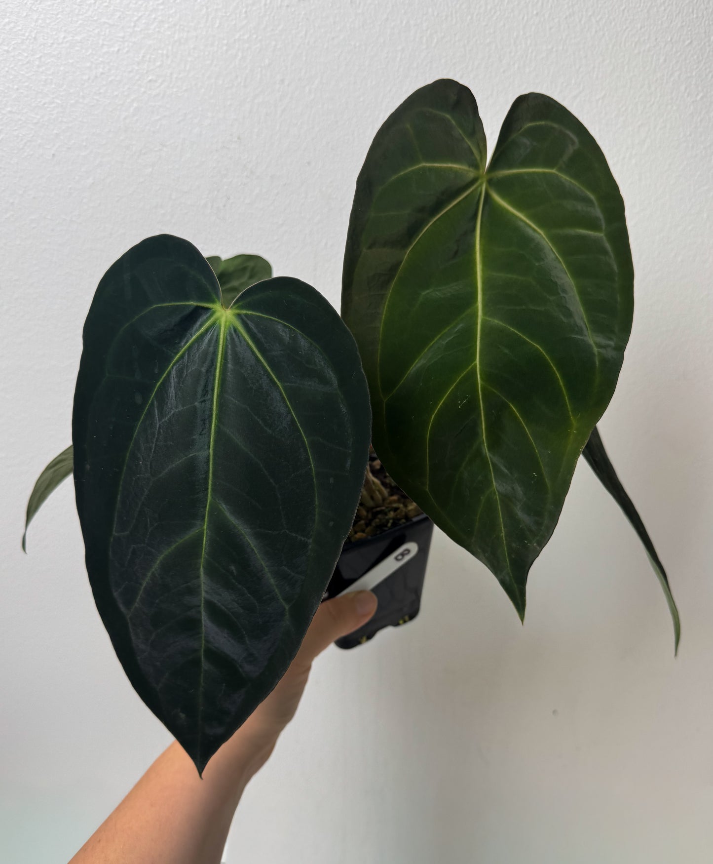 Anthurium (papX x pap x-one) variegated x carlablackiae X (NSE)
