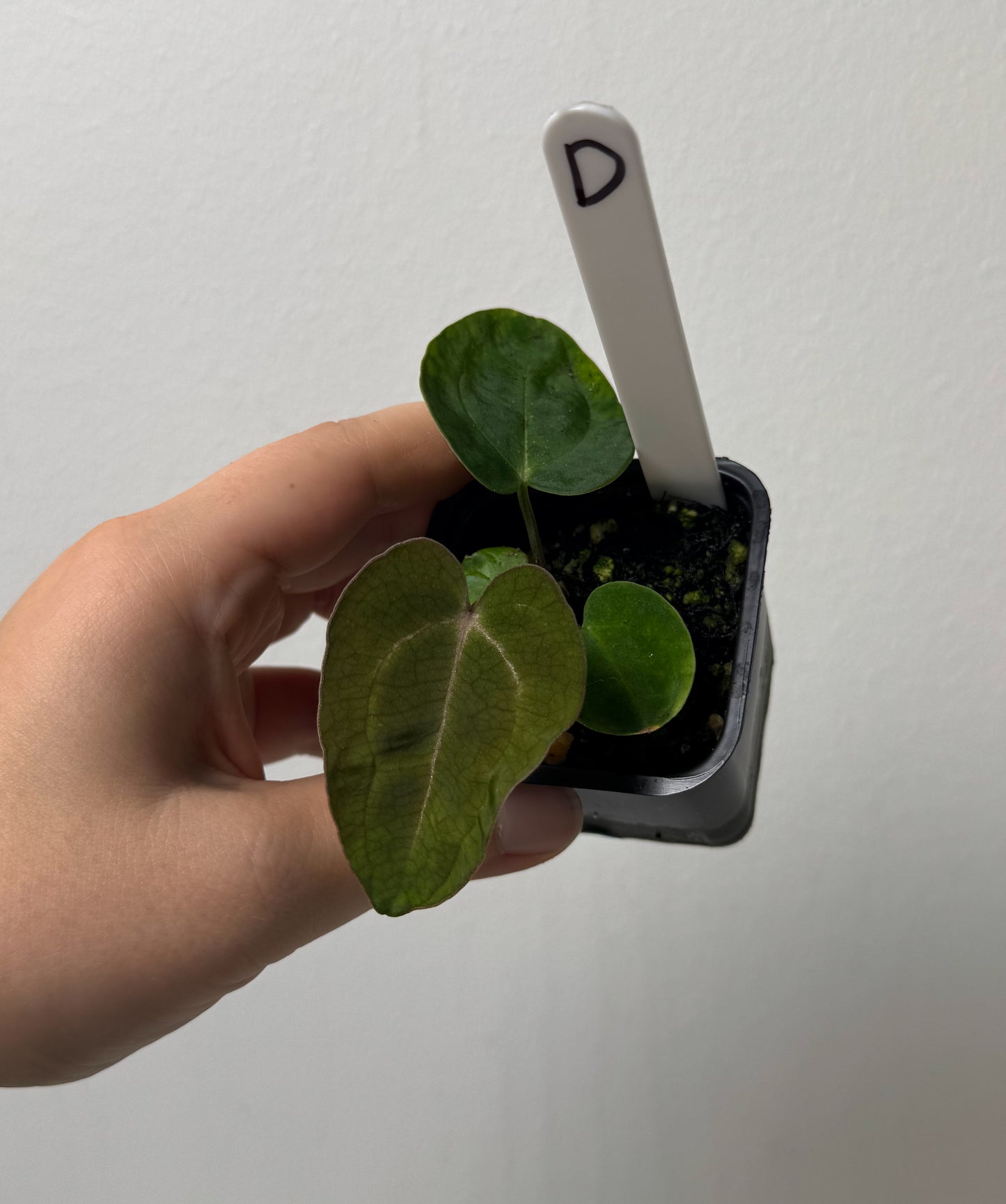 Anthurium (AOS x forgetii 1) x carlablackiae (NSE)