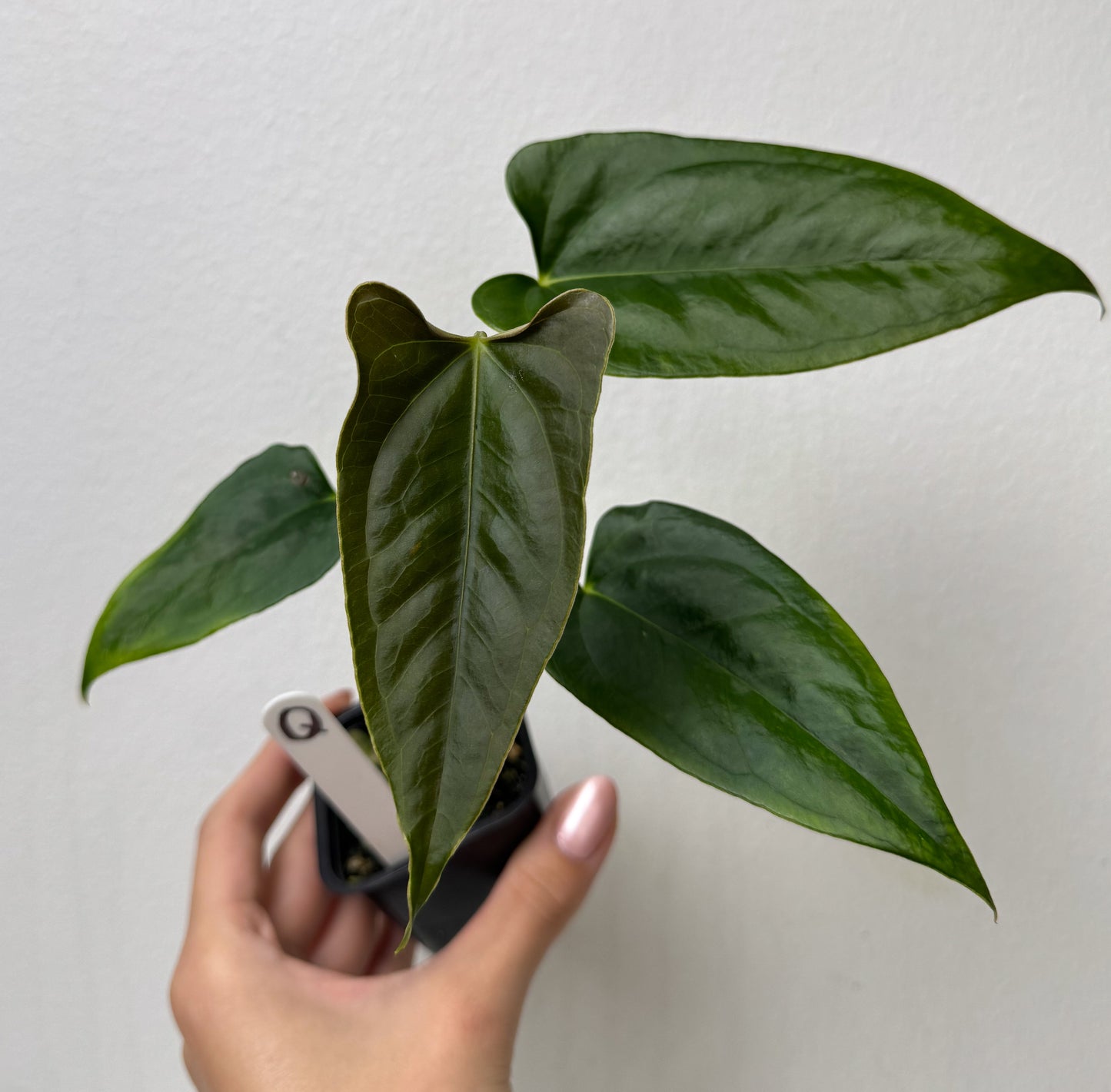 Anthurium (subsignatum x papillilaminum 'Marie') x (NSE dorito port x  papillilaminum RLFS)