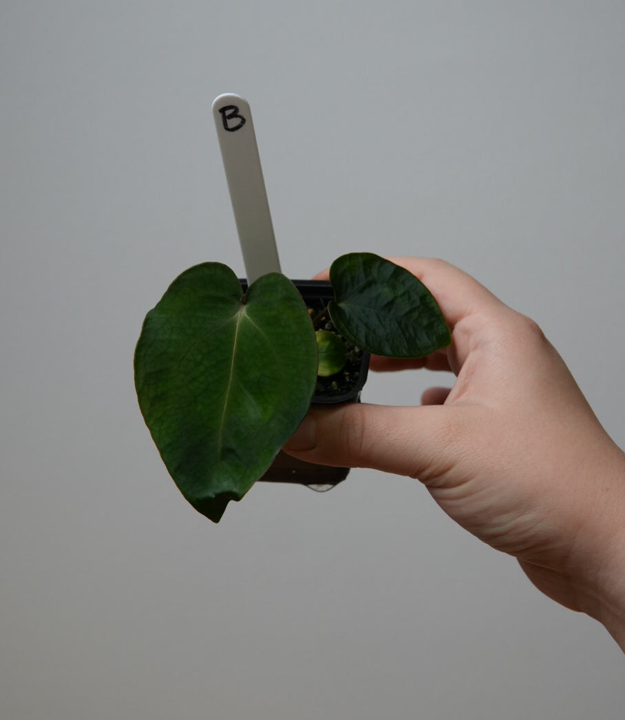 Anthurium carlablackiae X x (noid 'Code Red' x papillilaminum 'A+')