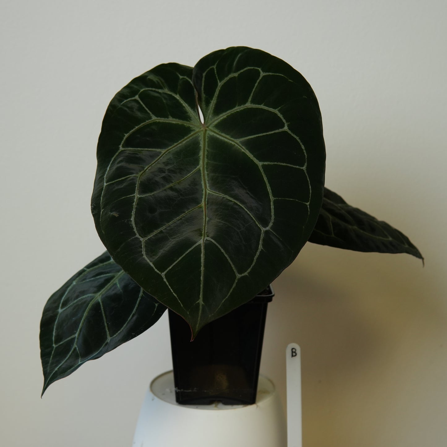 Large Anthurium Complex HU hybrid 1 x (Zara x Michelle)