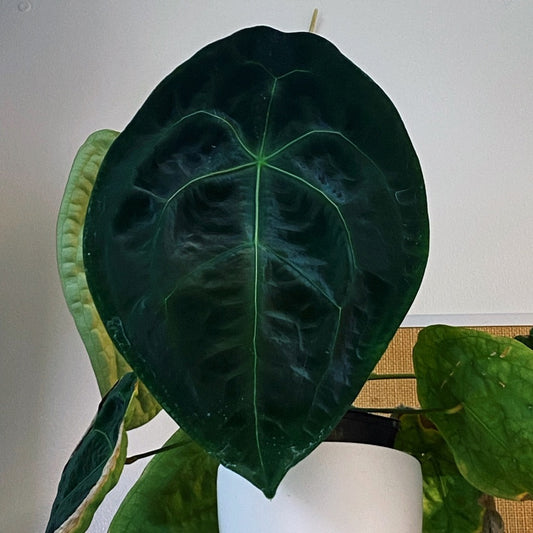 Anthurium forgetii dark form