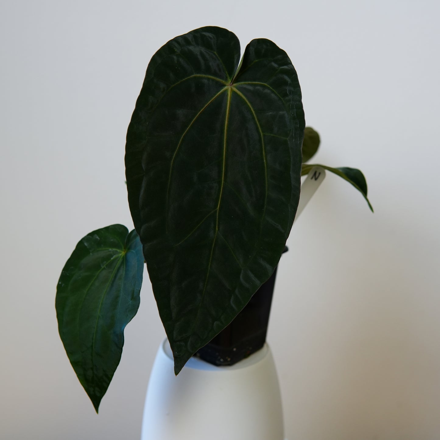 Anthurium (AOS x (Zara x Michelle) 1) x ((carlablackiae x dressleri RD) x pap 'RLFS')