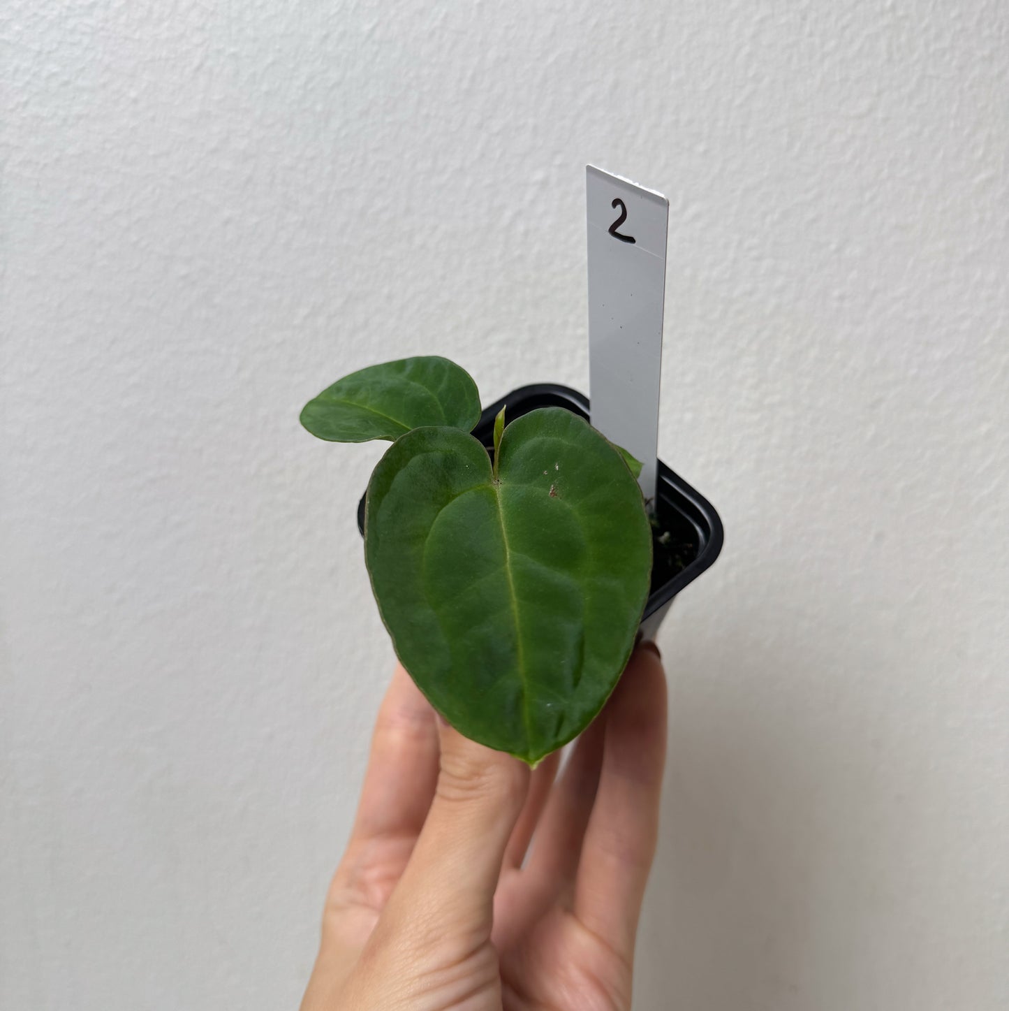 Anthurium Velvet Mask x ((Carlablackiae x Dressleri) x pap 'RLFS')