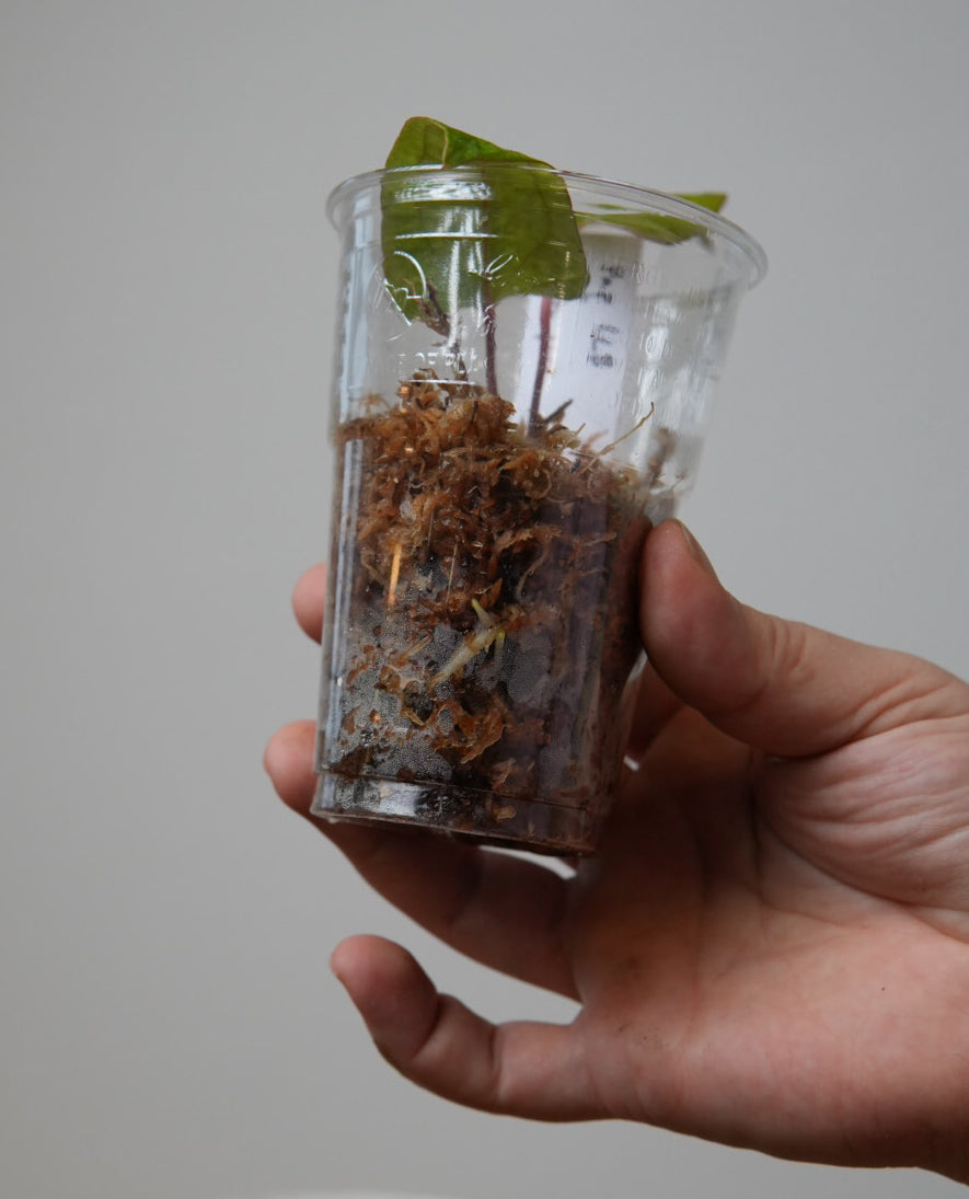 Anthurium papillilaminum 'Long x Long and Bullate' x Dorito Port (mutated)