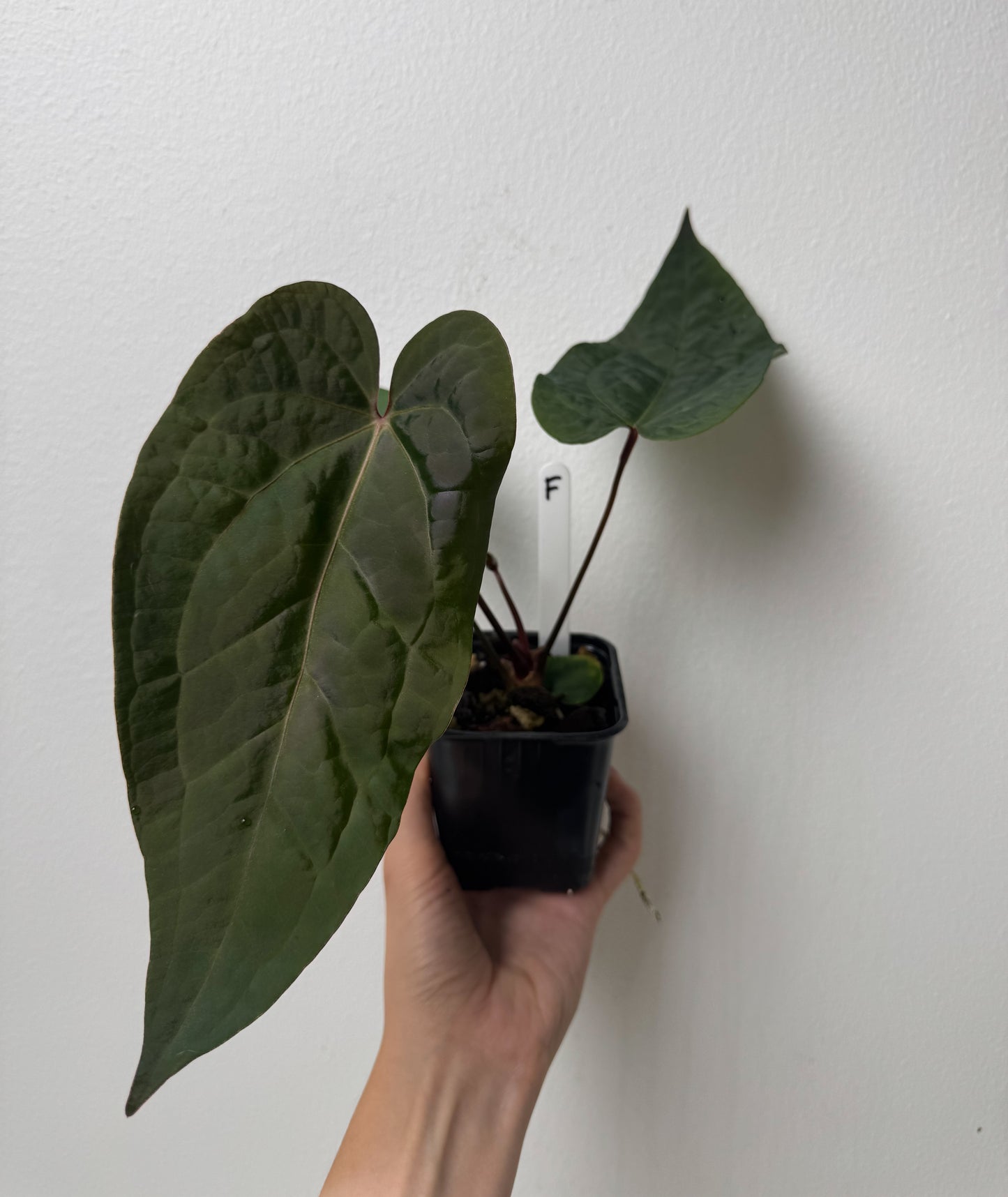Anthurium Cv Carmesim x (Zara x Michelle)