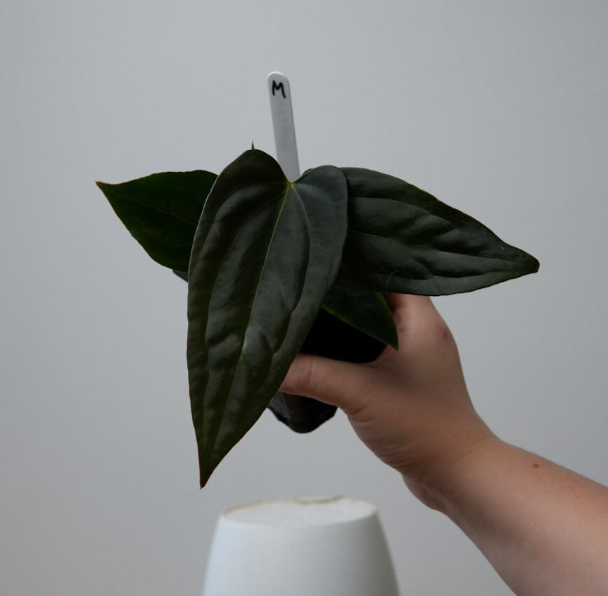 Anthurium (subsignatum x papillilaminum 'Marie') x (NSE dorito port x  papillilaminum RLFS)