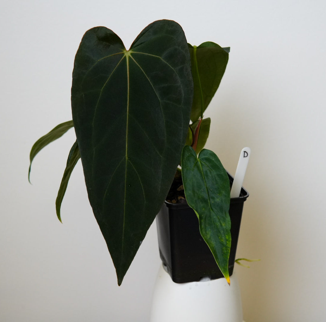 Anthurium (midnight velvet x 'red studd') x carlablackiae x (NSE)