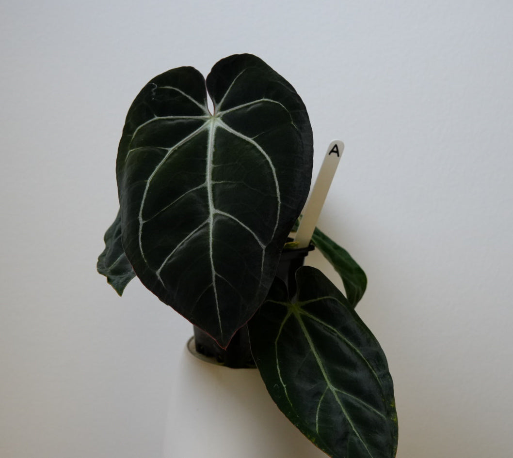 Anthurium Complex HU hybrid 1 x carlablackiae (NSE)