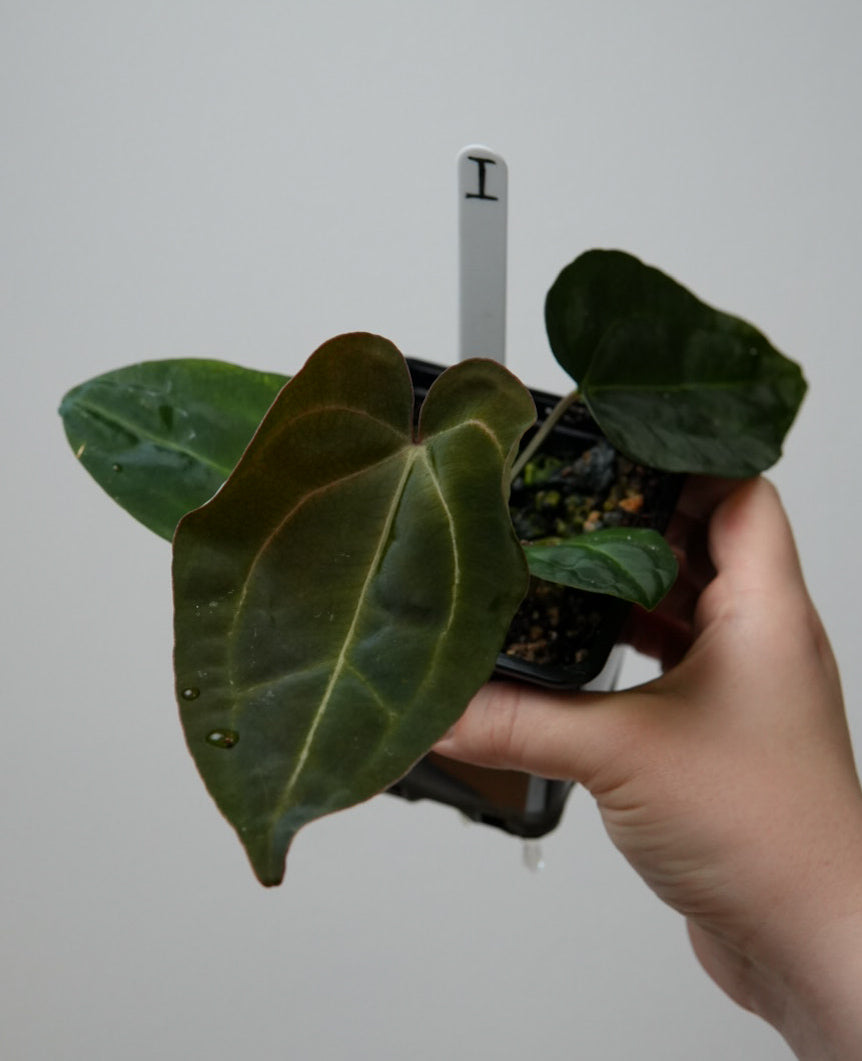 Anthurium (AOS x forgetii 1) x carlablackiae (NSE)