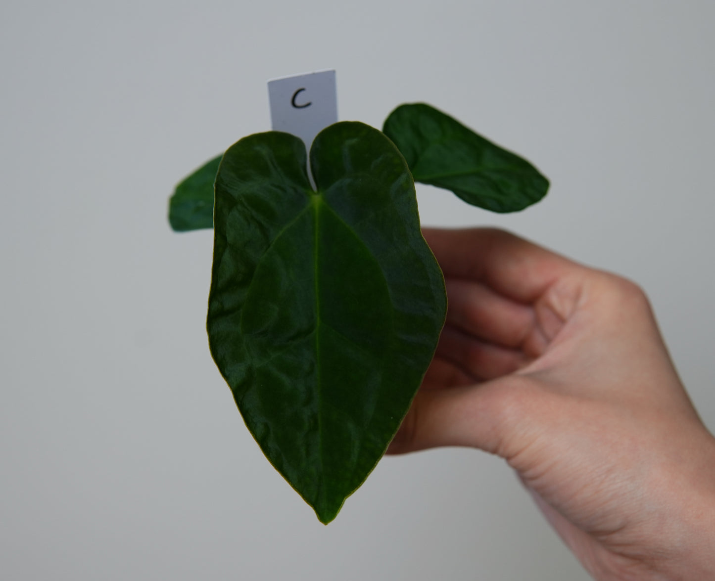 Anthurium (AOS x forgetii 1) x BVEP ('round' x 'RA1')