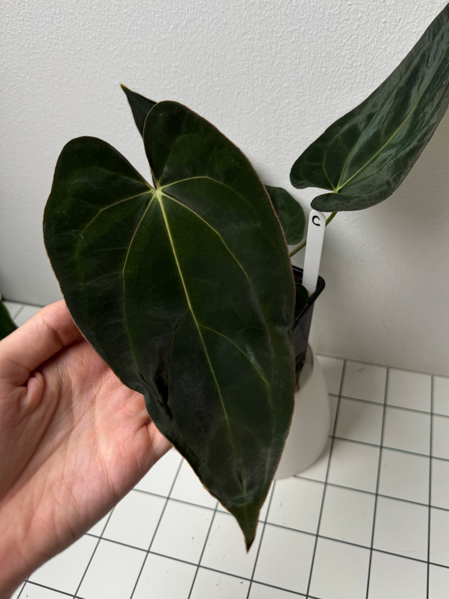 Anthurium (midnight velvet x 'red studd') x carlablackiae x (NSE)