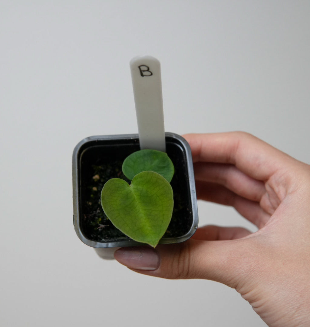 Anthurium (AOS x forgetii 2) x (AOS x (Zara x Michelle) 5)