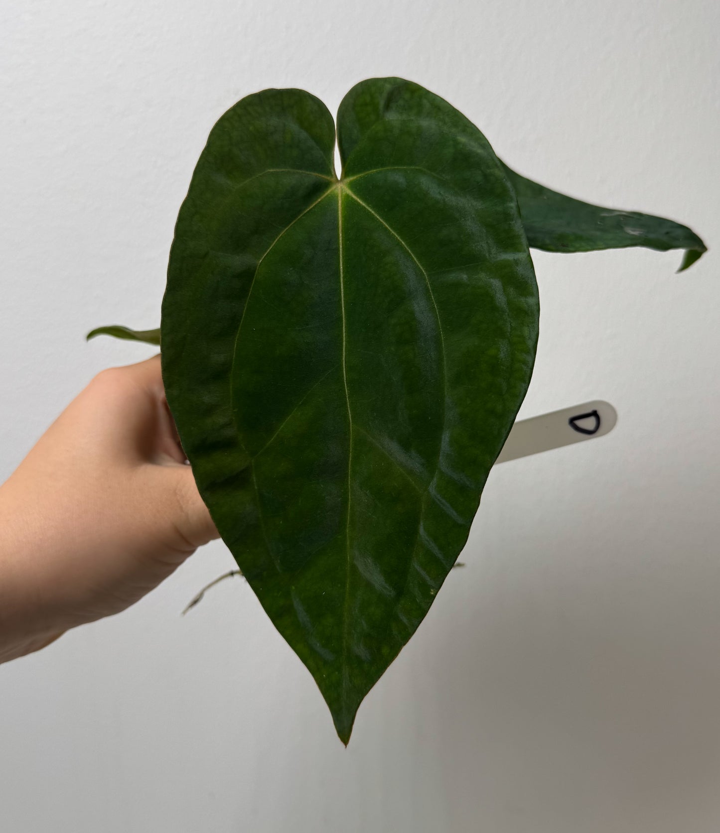 Anthurium (AOS x forgetii 3) x BVEP ('round' x 'RA1')