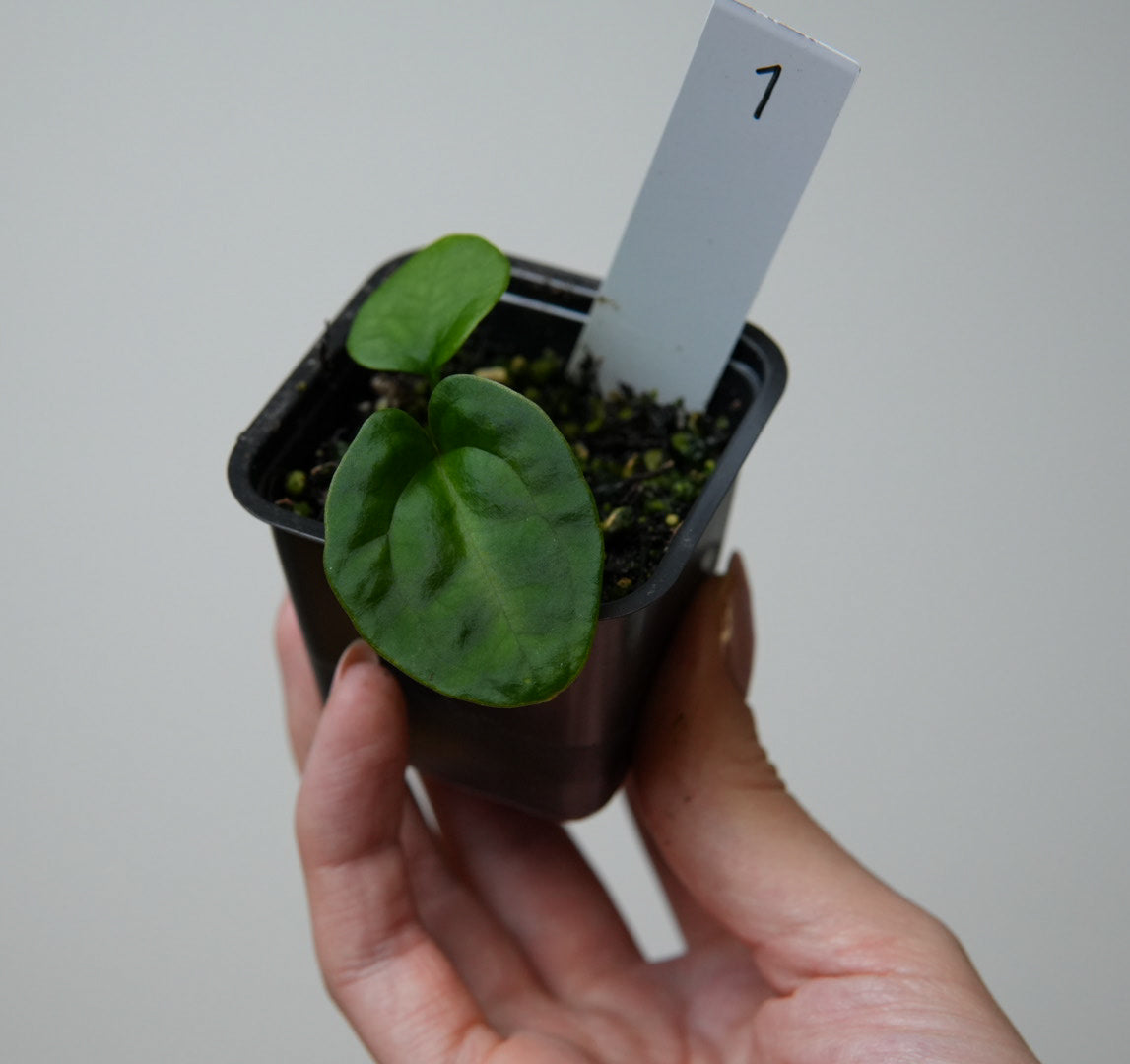 Anthurium (AOS x forgetii 1) x kunayalense