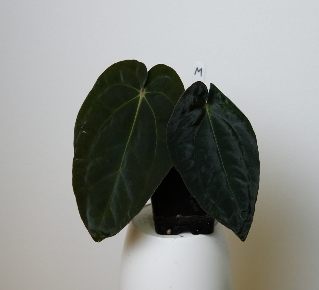 Anthurium carlablackiae (NSE) x BVEP ('SS x RA')