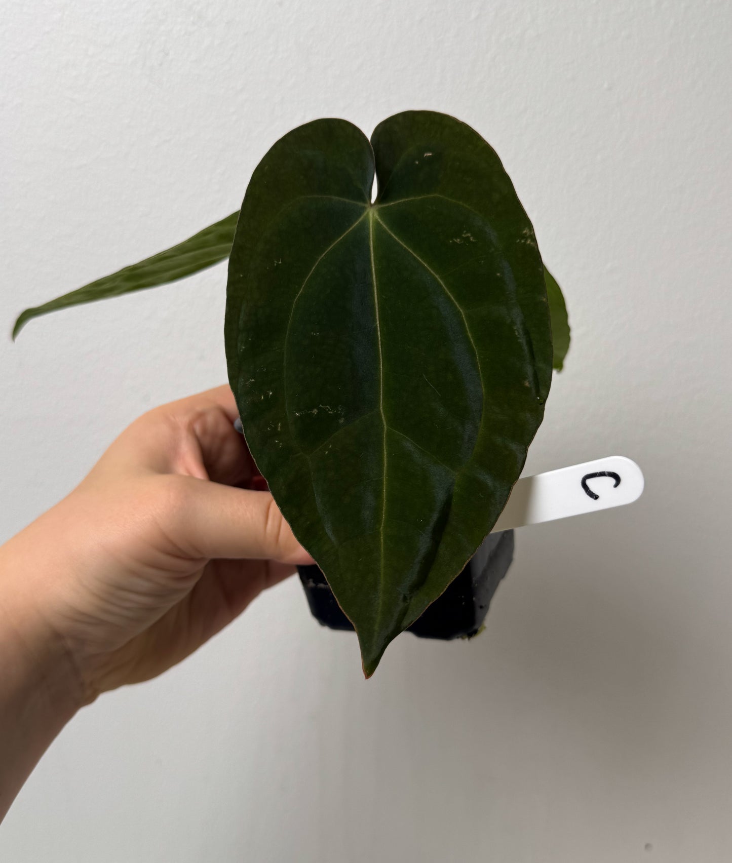 Anthurium (AOS x forgetii 3) x BVEP ('round' x 'RA1')