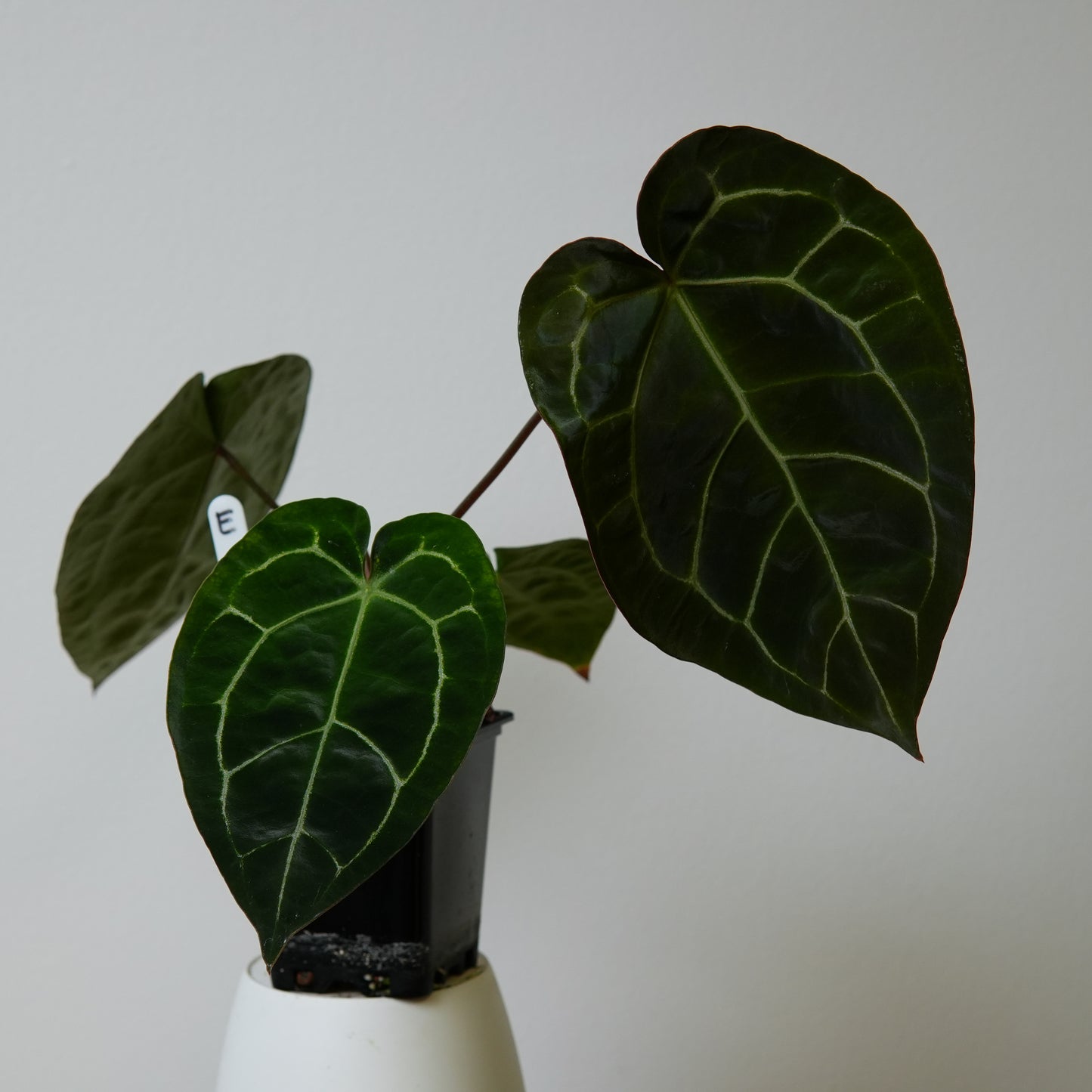 Anthurium (AOS x forgetii 2) x (Zara x Michelle)