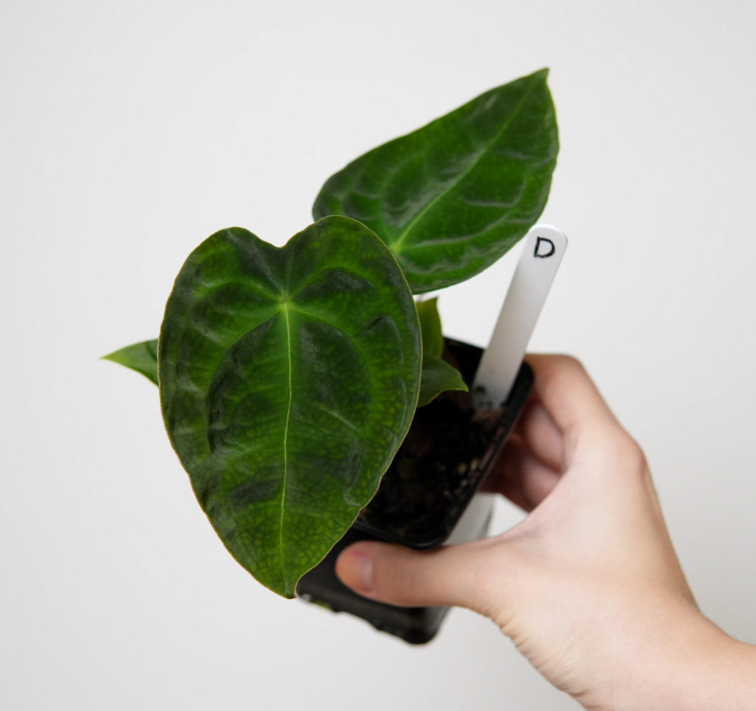 Anthurium forgetii dark form x self